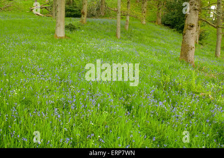 Eichenwälder mit einem Teppich aus Glockenblumen und größere Stitchwort Stockfoto