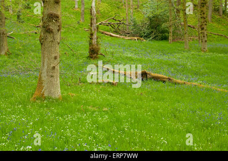 Eichenwälder mit einem Teppich aus Glockenblumen und größere Stitchwort Stockfoto