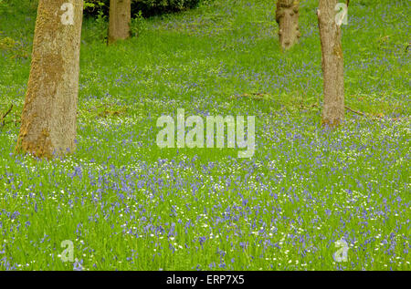 Eichenwälder mit einem Teppich aus Glockenblumen und größere Stitchwort Stockfoto