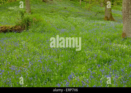 Eichenwälder mit einem Teppich aus Glockenblumen und größere Stitchwort Stockfoto