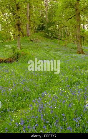 Eichenwälder mit einem Teppich aus Glockenblumen und größere Stitchwort Stockfoto