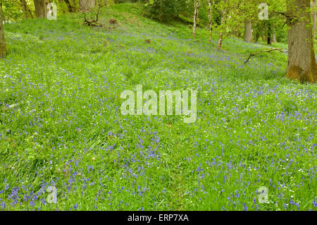 Eichenwälder mit einem Teppich aus Glockenblumen und größere Stitchwort Stockfoto