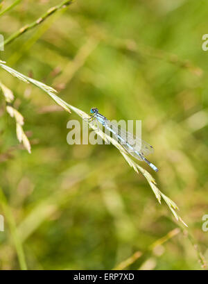 Gemeinsamen Blue Damselfly (Enallagma Cyathigerum) auf einem Rasen-Stiel. Stockfoto