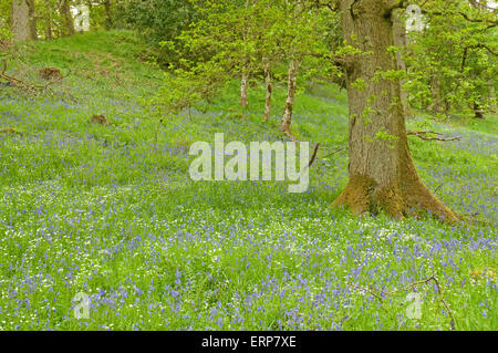 Eichenwälder mit einem Teppich aus Glockenblumen und größere Stitchwort Stockfoto