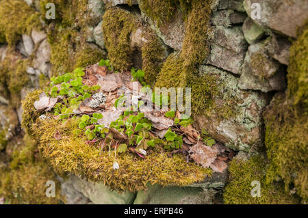 Sauerklee, Oxalis Acetosella, wächst unter Laub und Moos auf einem Stein in einer Trockensteinmauer. Stockfoto