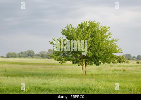 Grüner Baum auf einem Feld Stockfoto