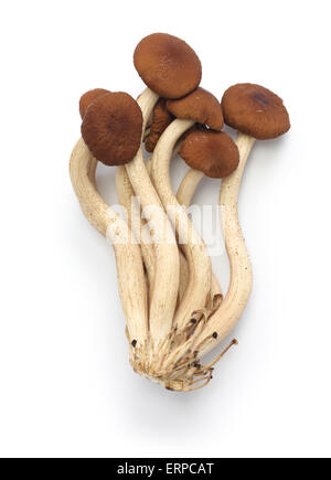frischer Tee Weidenbaum Pilze isolierten auf weißen Hintergrund Stockfoto