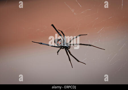 Eine weibliche westliche schwarze Witwe Spinne im Yellowstone Nationalpark, Yellowstone, WY. Stockfoto