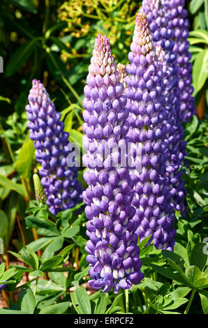 Lupinus, allgemein bekannt als Lupin oder Lupine, ist eine Gattung von Blütenpflanzen in der Familie der Hülsenfrüchte, Fabaceae Stockfoto