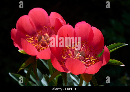 Pfingstrose Paeonia Peregrina 'OttoFroebal'. Ein Mai blühende Pfingstrosen im Mai mit einzelnen Blüten Tasse geformt, in leuchtend Scharlachrot. Stockfoto