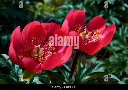 Pfingstrose Paeonia Peregrina 'OttoFroebal'. Ein Mai blühende Pfingstrosen im Mai mit einzelnen Blüten Tasse geformt, in leuchtend Scharlachrot. Stockfoto