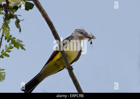 Ein Western Kingbird Erwachsene (Tyrannus Verticalis) bereitet ein Fliegenfänger mit einer Libelle, eine Nest von Nachwuchs zu ernähren. Sacram Stockfoto