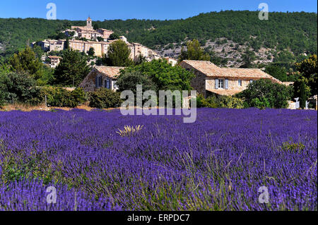 Dorf Banon in der Provence und Lavendelfelder Stockfoto