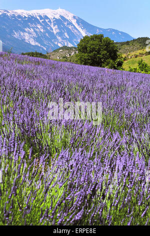 Die Blüte der Lavendel mit der Kulisse des Mont Ventoux, Vaucluse, Provence Stockfoto