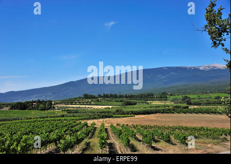 Landschaft mit Weinreben und Obst und Mont Ventoux in der Provence, Vaucluse Stockfoto