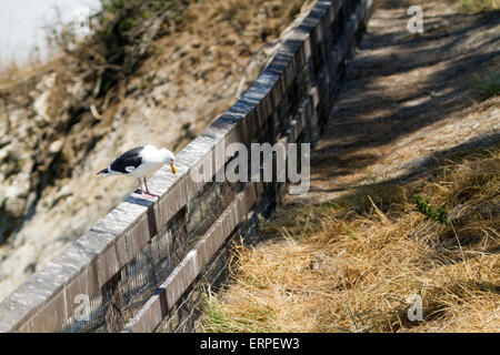 Sea Gull thront auf einem verschlechtertem Zaun am La Jolla in San Diego Kalifornien Stockfoto