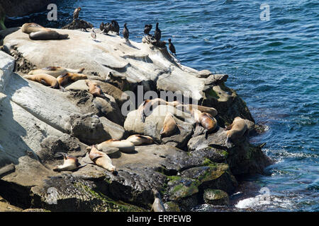 Seelöwen und Seehunde sonnen sich auf den Küstenfelsen am La Jolla in San Diego Kalifornien Stockfoto