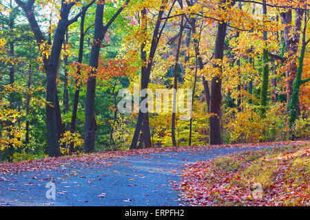 Ein Gehweg entlang Laubbäume im Herbst. Bunte Bäume Laub im National Arboretum in Washington DC. Stockfoto