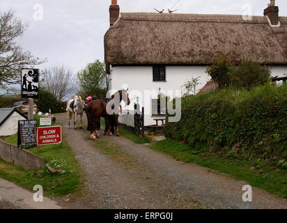 Pferde außerhalb der alten Schmiede Inn, Welcombe, Devon, UK Stockfoto