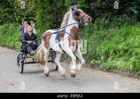 Appleby in Westmorland, Cumbria UK. 6. Juni 2015. Mitglieder der britischen Zigeuner und Reisenden Gemeinschaften konvergieren auf den nördlichen englischen Stadt Appleby. Pferd Messen haben in der Stadt, hoch in den Walliser Bergen von Nordengland seit 1685 stattgefunden. Für Mitglieder der Zigeuner und Reisenden Gemeinschaften ist es eine Gelegenheit kaufen und verkaufen Pferde und um alte Freunde, sondern das Ereignis gerecht zu werden hat immer einen guten Ruf für die Gefahr für Fußgänger und Pferde verursacht, wie sie mit Geschwindigkeit entlang einer schmalen Gassen in und rund um die Stadt getrieben werden. Bildnachweis: Ian Wray Alamy Live-Nachrichten. Stockfoto