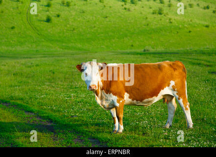 Pinto Kuh auf einer Alm, Altai, Russland Stockfoto