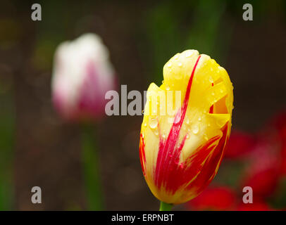 Gelb-rote Tulpe mit Regentropfen Nahaufnahme Stockfoto