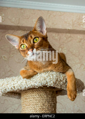 Abessinier Katze liegend am Baum Katzenmöbel Stockfoto