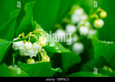 Lily Of The Valley mit Regentropfen Nahaufnahme Stockfoto