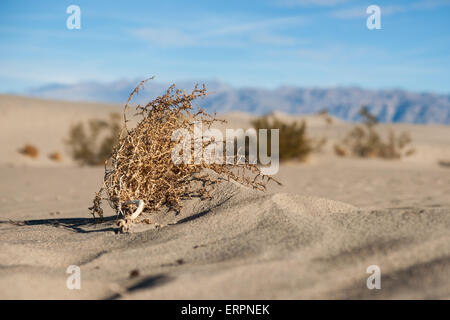 Toten Tumbleweed liegt auf einem Meer aus Sand in der Mojave-Wüste Südkaliforniens. Stockfoto