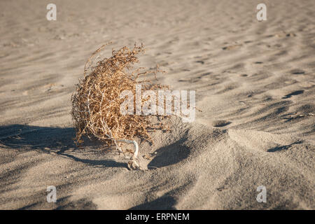 Tumble Weed legt in den Sand des Death Valley National Park in Kalifornien. Stockfoto