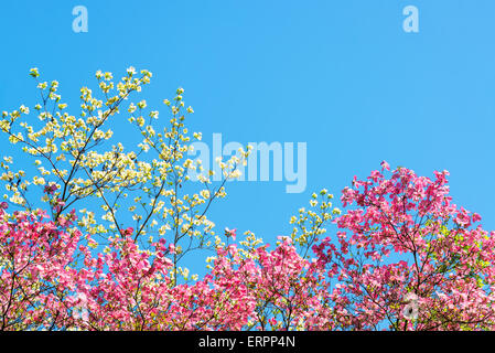 Rosa und weiße Kirschblüten gegen einen schönen blauen Himmel in Portland, Oregon Stockfoto