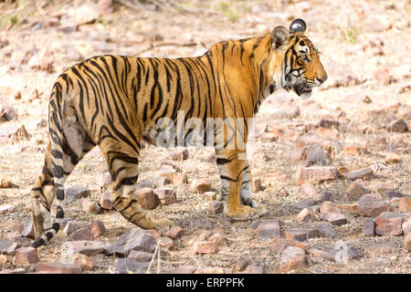 Ein Tiger Spaziergänge im Wald Stockfoto