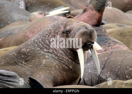 Walross Odobenus Rosmarus Divergens Stoßzähne und Flossen Round Island