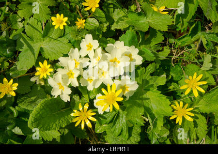 Primeln [Primula Vulgaris]. Kleinen Schöllkraut [Ranunculus Ficaria]. April. Stockfoto