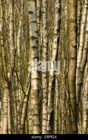 Dicht gepackte Stämme aus Silberbirkenwäldern, Betula pendula, April. Sussex, Großbritannien. Nur Amtsleitungen. Stockfoto