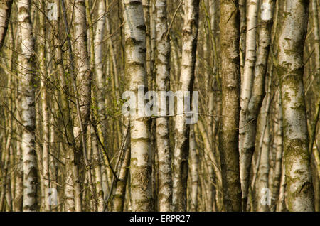 Dichte Stämme aus Silberbirkenwäldern, Betula pendula, April. Sussex, Großbritannien. Nur Amtsleitungen. Stockfoto