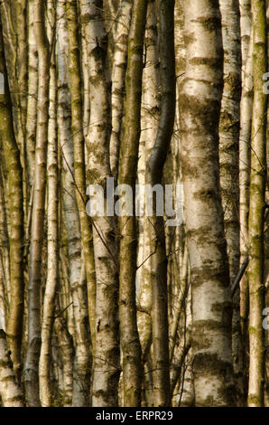 Dicht gepackte Stämme aus Silberbirkenwäldern, Betula pendula, April. Sussex, Großbritannien. Nur Amtsleitungen. Stockfoto