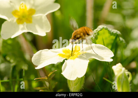 Biene-Fly, Bombylius major, am Primrose [Primula Vulgaris]. West Sussex, UK. April. Stockfoto