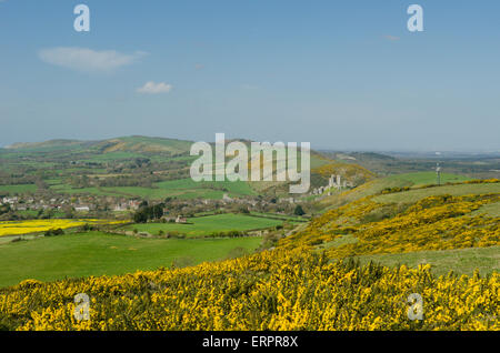 Blick vom Weg auf Challow Hill und Rollington Hill, der Corfe und Corfe Castle nach unten läuft. Ginster [Ulex Europaeus]. Dorset Stockfoto