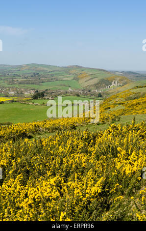 Blick vom Weg auf Challow Hill und Rollington Hill, der Corfe und Corfe Castle nach unten läuft. Ginster [Ulex Europaeus]. Dorset Stockfoto