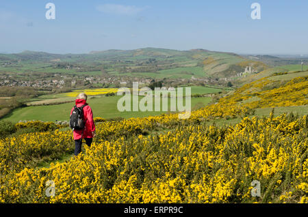 Blick vom Weg auf Challow Hill und Rollington Hill, der Corfe und Corfe Castle nach unten läuft. Ginster [Ulex Europaeus]. Dorset Stockfoto