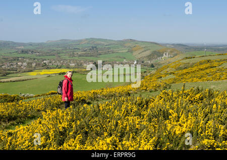 Blick vom Weg auf Challow Hill und Rollington Hill, der Corfe und Corfe Castle nach unten läuft. Ginster [Ulex Europaeus]. Dorset Stockfoto