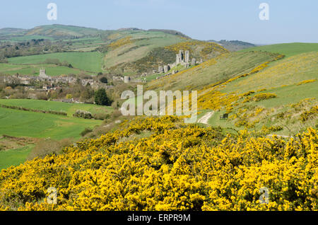 Blick vom Weg auf Challow Hill und Rollington Hill, der Corfe und Corfe Castle nach unten läuft. Ginster [Ulex Europaeus]. Dorset Stockfoto