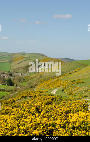 Blick vom Weg auf Challow Hill und Rollington Hill, der Corfe und Corfe Castle nach unten läuft. Ginster [Ulex Europaeus]. Dorset Stockfoto