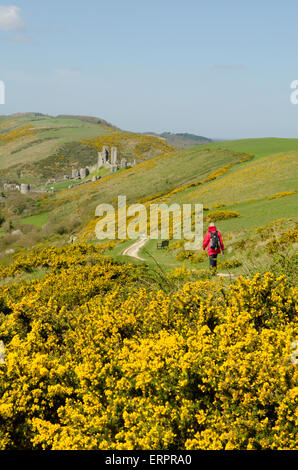 Blick vom Weg auf Challow Hill und Rollington Hill, der Corfe und Corfe Castle nach unten läuft. Ginster [Ulex Europaeus]. Dorset Stockfoto