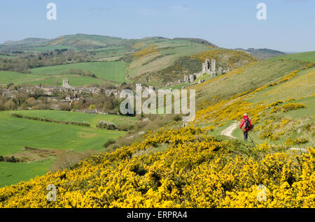 Blick vom Weg auf Challow Hill und Rollington Hill, der Corfe und Corfe Castle nach unten läuft. Ginster [Ulex Europaeus]. Dorset Stockfoto