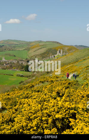 Blick vom Weg auf Challow Hill und Rollington Hill, der Corfe und Corfe Castle nach unten läuft. Ginster [Ulex Europaeus]. Dorset Stockfoto