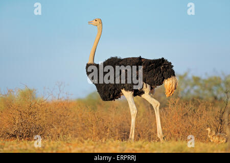 Männliche Strauß (Struthio Camelus) mit Küken, Kalahari-Wüste, Südafrika Stockfoto