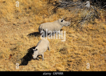 Luftaufnahme von ein paar Breitmaulnashorn (Ceratotherium Simum) im Grünland, Südafrika Stockfoto