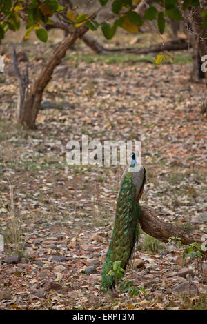 Ein Pfau auf dem Ast eines Baumes sitzt Stockfoto